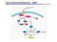 Cyclic Nucleotide Metabolism - cGMP PowerPoint PPT Presentation