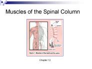 Muscles of the Spinal Column