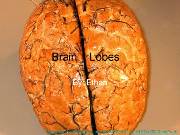 Brain Lobes