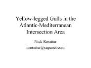 Yellow-legged Gulls in the Atlantic-Mediterranean Intersection Area