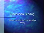 Suspension Feeding