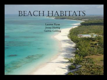 Beach Habitats