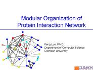 Modular Organization of Protein Interaction Network