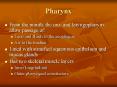 Pharynx PowerPoint PPT Presentation