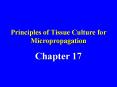 Principles of Tissue Culture for Micropropagation PowerPoint PPT Presentation