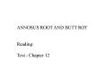 ANNOSUS ROOT AND BUTT ROT PowerPoint PPT Presentation