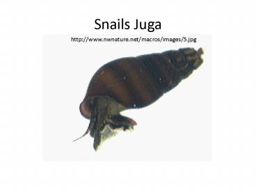 Snails Juga