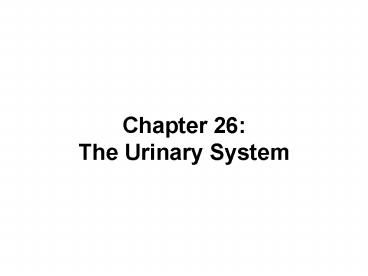 Chapter 26: The Urinary System