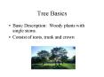 Tree Basics PowerPoint PPT Presentation