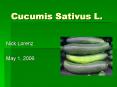 Cucumis Sativus L. PowerPoint PPT Presentation