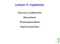 Lecture 11: Cytokinins PowerPoint PPT Presentation