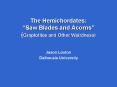 The Hemichordates: Saw Blades and Acorns Graptolites and Other Weirdness PowerPoint PPT Presentation