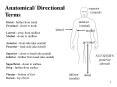 Anatomical/ Directional PowerPoint PPT Presentation
