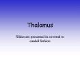 Thalamus PowerPoint PPT Presentation