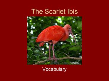 The Scarlet Ibis