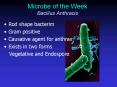 Microbe of the Week Bacillus Anthracis PowerPoint PPT Presentation