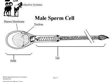 Male Sperm Cell