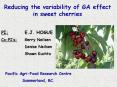 Reducing the variability of GA effect in sweet cherries PowerPoint PPT Presentation
