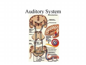 Auditory System