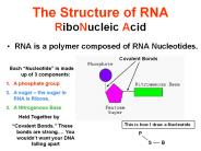 The Structure of RNA RiboNucleic Acid