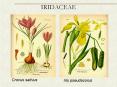 IRIDACEAE PowerPoint PPT Presentation