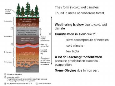 They form in cold, wet climates