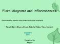 Floral diagrams and inflorescences: PowerPoint PPT Presentation