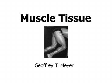 Muscle Tissue