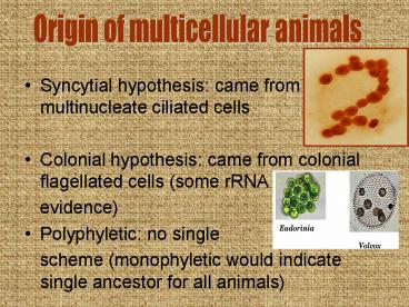 Syncytial hypothesis: came from multinucleate ciliated cells