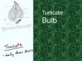 Tunicate Bulb PowerPoint PPT Presentation
