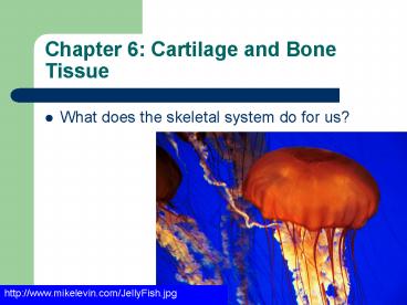 Chapter 6: Cartilage and Bone Tissue