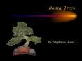 Bonsai Trees PowerPoint PPT Presentation