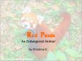Red Panda PowerPoint PPT Presentation