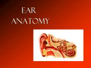 Ear