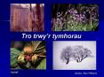 Tro trwyr tymhorau PowerPoint PPT Presentation