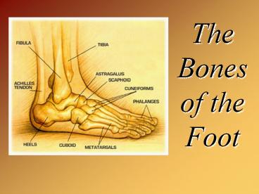The%20Bones%20of%20the%20Foot