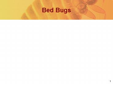 Bed Bugs