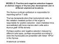MODEL D' Positive and negative selection happen at distinct stages of thymocytes development and in PowerPoint PPT Presentation