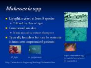 Malassezia spp