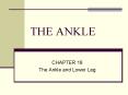THE ANKLE PowerPoint PPT Presentation