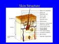 Skin Structure PowerPoint PPT Presentation