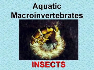 Aquatic Macroinvertebrates