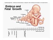 Nageles rule-