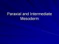 Paraxial and Intermediate Mesoderm PowerPoint PPT Presentation