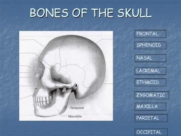 BONES OF THE SKULL
