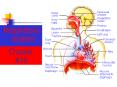 Respiratory System PowerPoint PPT Presentation