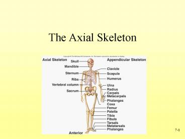 The Axial Skeleton