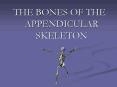 THE BONES OF THE APPENDICULAR SKELETON PowerPoint PPT Presentation