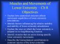 Muscles and Movements of Lower Extremity  PowerPoint PPT Presentation