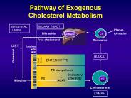 Pathway of Exogenous Cholesterol Metabolism
